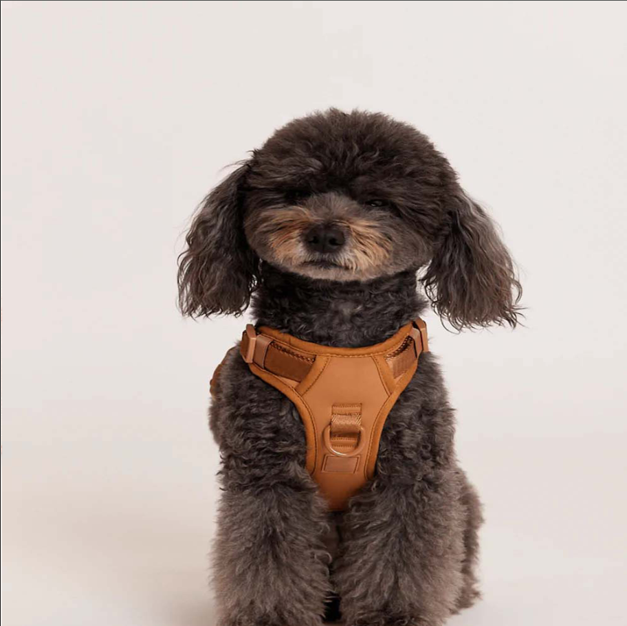 Adjustable Dog Harness