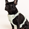 Adjustable Dog Harness