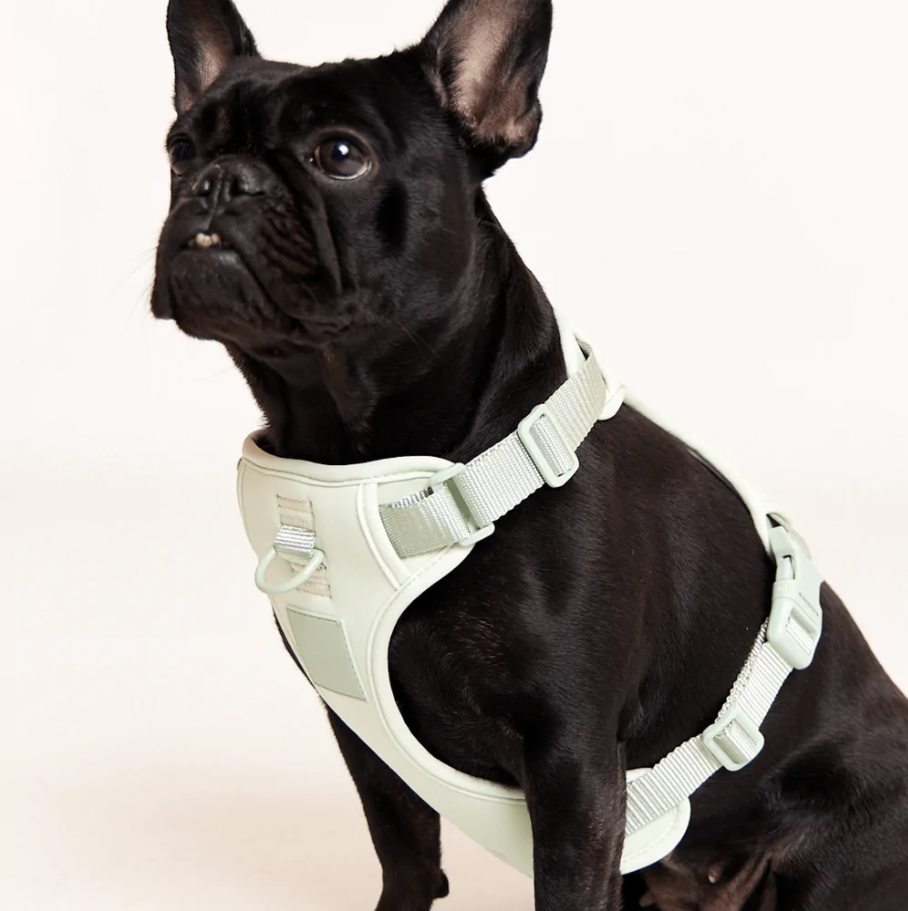 Adjustable Dog Harness
