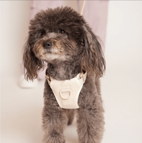 Adjustable Dog Harness